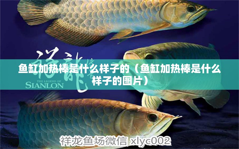 魚缸加熱棒是什么樣子的（魚缸加熱棒是什么樣子的圖片）