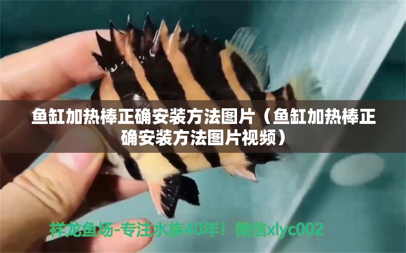 魚缸加熱棒正確安裝方法圖片（魚缸加熱棒正確安裝方法圖片視頻） 紅龍福龍魚