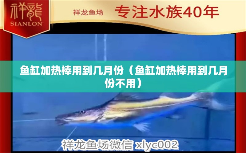 魚(yú)缸加熱棒用到幾月份（魚(yú)缸加熱棒用到幾月份不用） 戰(zhàn)車紅龍魚(yú)