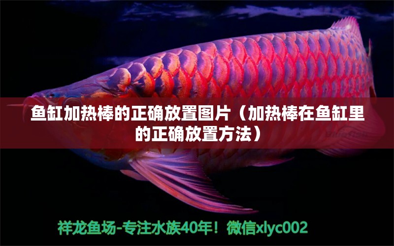 魚缸加熱棒的正確放置圖片（加熱棒在魚缸里的正確放置方法）