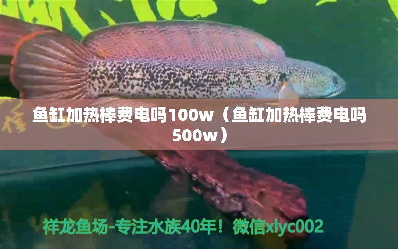 魚(yú)缸加熱棒費(fèi)電嗎100w（魚(yú)缸加熱棒費(fèi)電嗎500w）