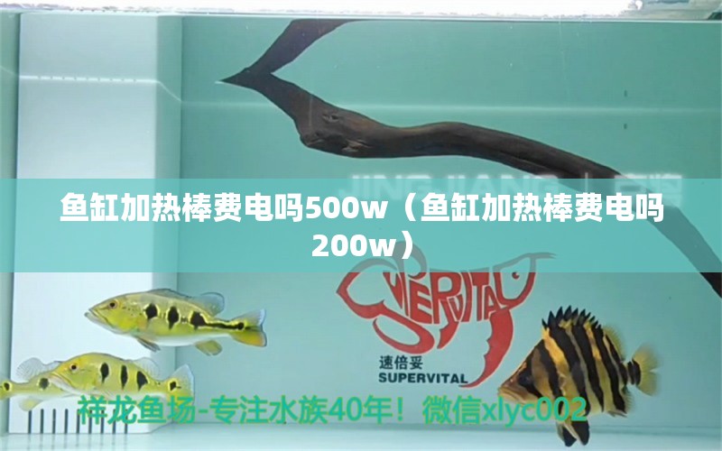 魚缸加熱棒費(fèi)電嗎500w（魚缸加熱棒費(fèi)電嗎200w） 廣州觀賞魚批發(fā)市場(chǎng)