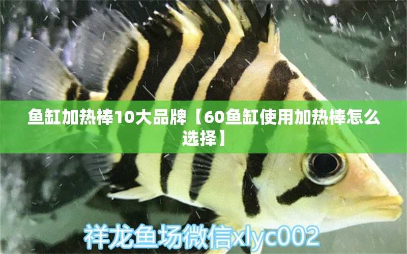 魚(yú)缸加熱棒10大品牌【60魚(yú)缸使用加熱棒怎么選擇】