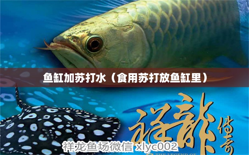 魚缸加蘇打水（食用蘇打放魚缸里）