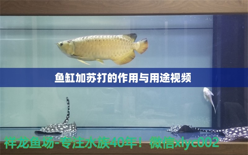 魚缸加蘇打的作用與用途視頻 