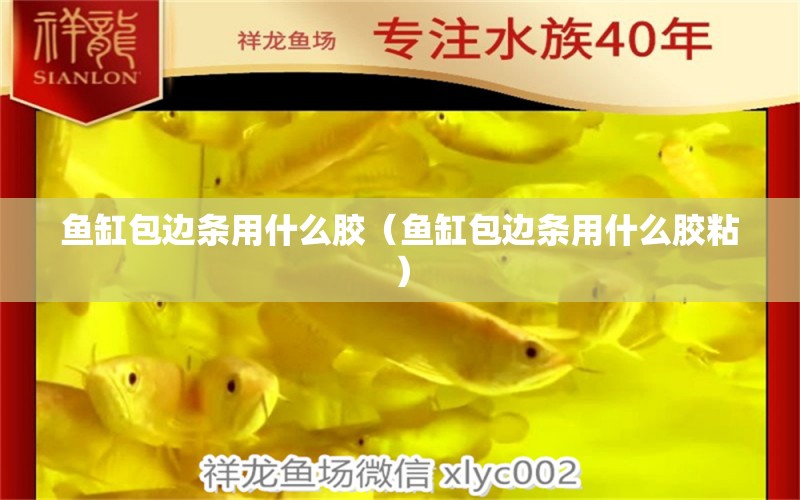 魚缸包邊條用什么膠（魚缸包邊條用什么膠粘） 麥肯斯銀版魚 第2張