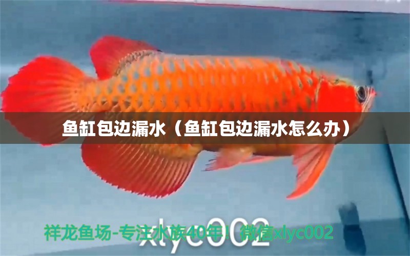 魚缸包邊漏水（魚缸包邊漏水怎么辦）