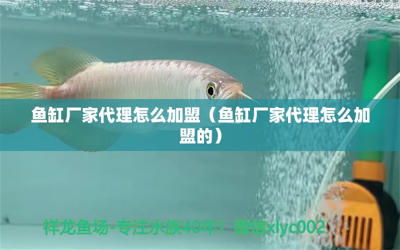 魚缸廠家代理怎么加盟（魚缸廠家代理怎么加盟的）