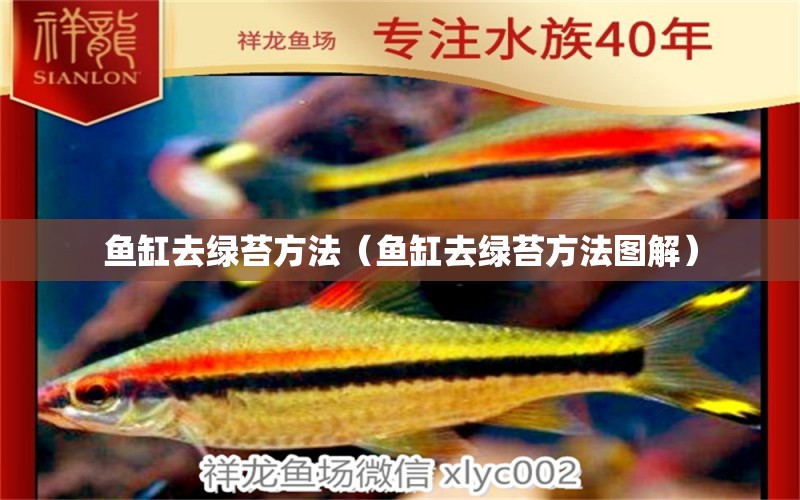 魚缸去綠苔方法（魚缸去綠苔方法圖解） 祥龍赫舞紅龍魚