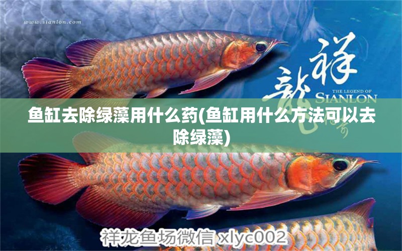 魚缸去除綠藻用什么藥(魚缸用什么方法可以去除綠藻) 電鰻 第1張