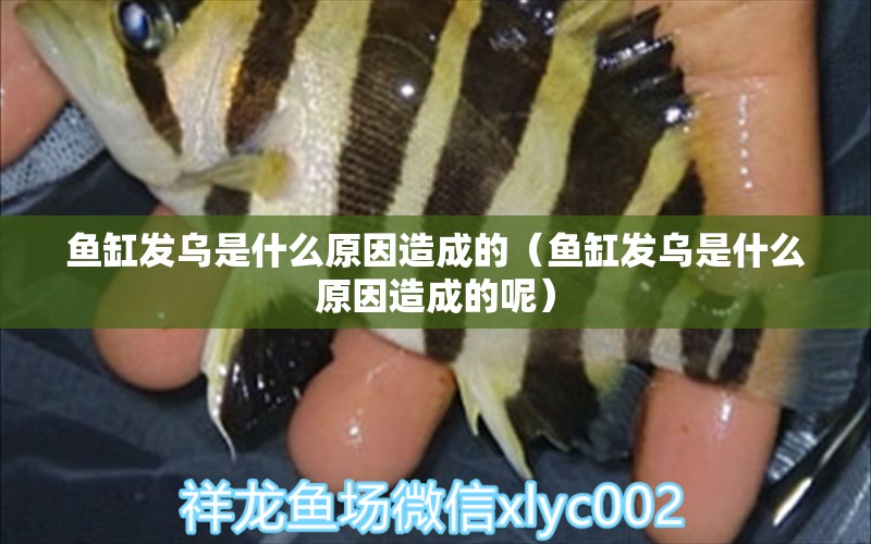 魚(yú)缸發(fā)烏是什么原因造成的（魚(yú)缸發(fā)烏是什么原因造成的呢）