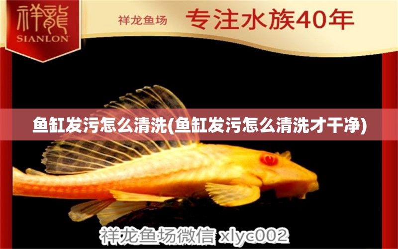 魚缸發(fā)污怎么清洗(魚缸發(fā)污怎么清洗才干凈)