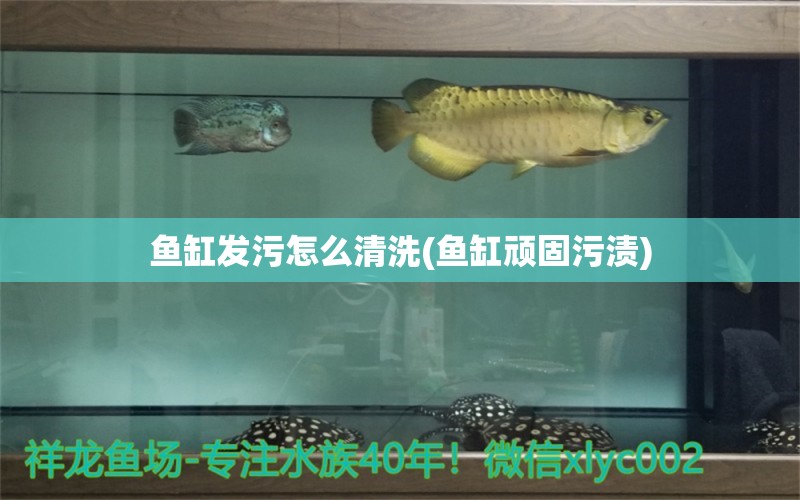 魚缸發(fā)污怎么清洗(魚缸頑固污漬)