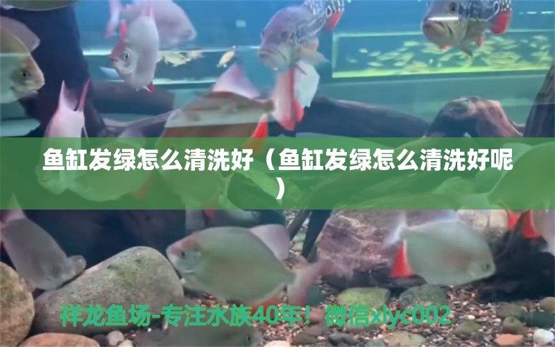 魚(yú)缸發(fā)綠怎么清洗好（魚(yú)缸發(fā)綠怎么清洗好呢） PH調(diào)節(jié)劑