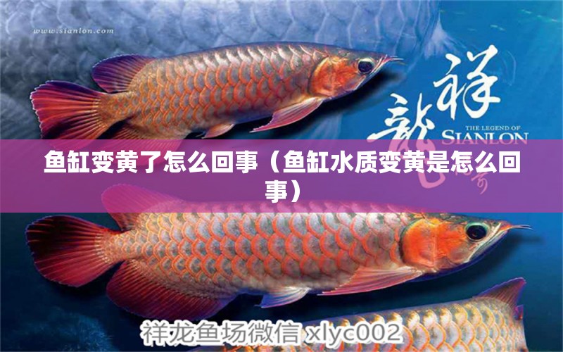 魚缸變黃了怎么回事（魚缸水質(zhì)變黃是怎么回事）