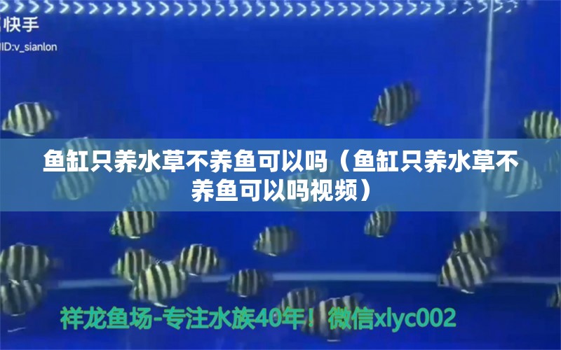 魚缸只養(yǎng)水草不養(yǎng)魚可以嗎（魚缸只養(yǎng)水草不養(yǎng)魚可以嗎視頻） 水草