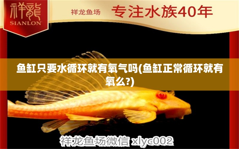 魚缸只要水循環(huán)就有氧氣嗎(魚缸正常循環(huán)就有氧么?) 超血紅龍魚 第1張