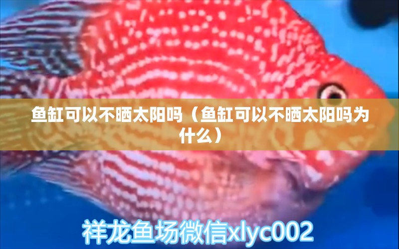 魚缸可以不曬太陽嗎（魚缸可以不曬太陽嗎為什么）