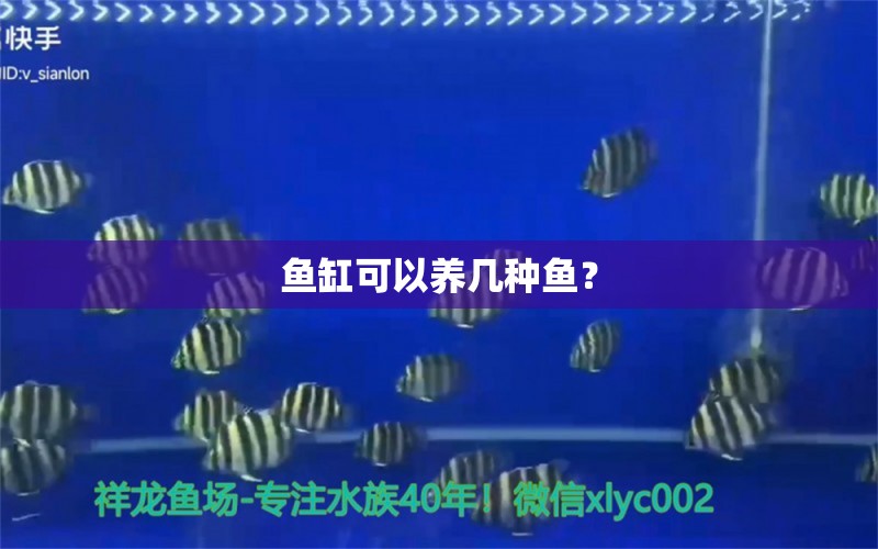 魚缸可以養(yǎng)幾種魚？ 電鰻