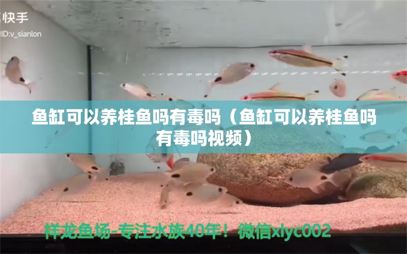 魚缸可以養(yǎng)桂魚嗎有毒嗎（魚缸可以養(yǎng)桂魚嗎有毒嗎視頻） 祥龍水族醫(yī)院