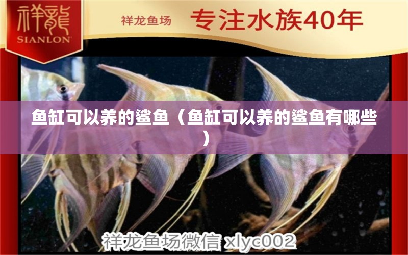 魚缸可以養(yǎng)的鯊魚（魚缸可以養(yǎng)的鯊魚有哪些） 觀賞魚市場（混養(yǎng)魚）