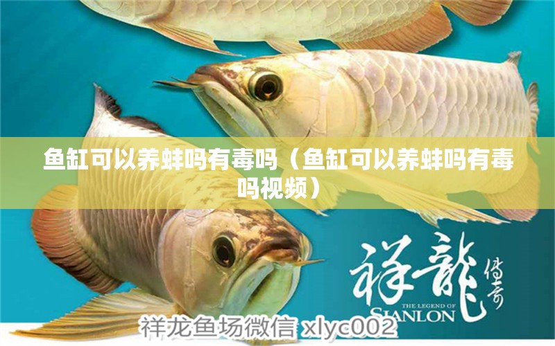 魚缸可以養(yǎng)蚌嗎有毒嗎（魚缸可以養(yǎng)蚌嗎有毒嗎視頻）