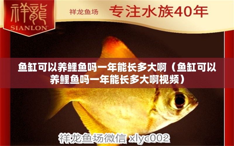 魚(yú)缸可以養(yǎng)鯉魚(yú)嗎一年能長(zhǎng)多大啊（魚(yú)缸可以養(yǎng)鯉魚(yú)嗎一年能長(zhǎng)多大啊視頻）