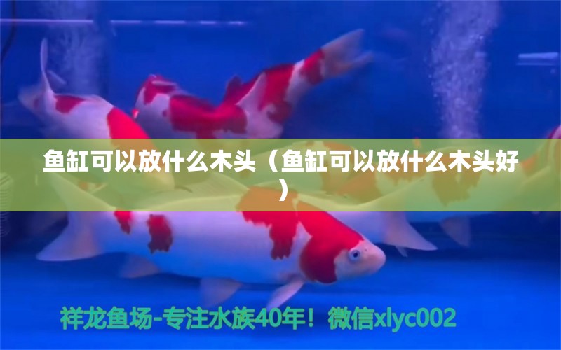 魚缸可以放什么木頭（魚缸可以放什么木頭好） 其他品牌魚缸