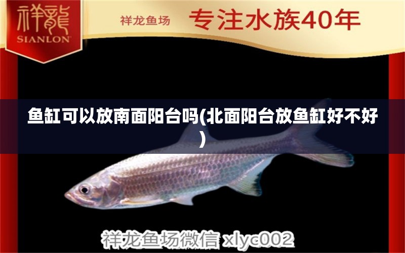 魚缸可以放南面陽臺(tái)嗎(北面陽臺(tái)放魚缸好不好)