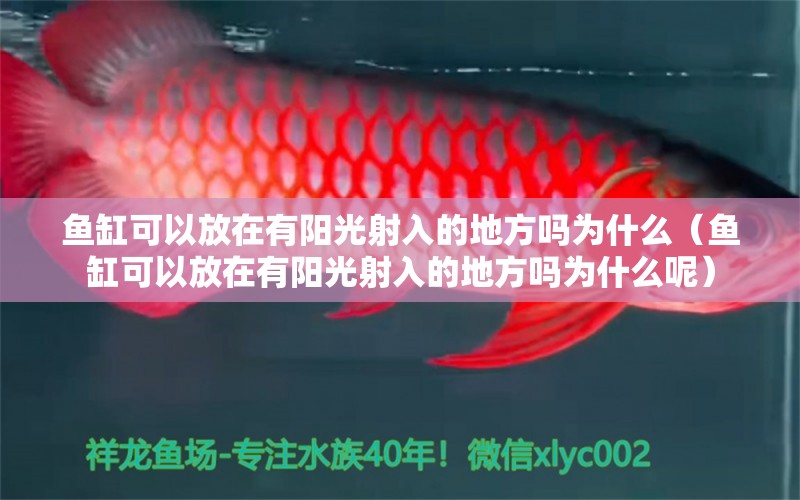 魚缸可以放在有陽光射入的地方嗎為什么（魚缸可以放在有陽光射入的地方嗎為什么呢） 祥龍水族醫(yī)院