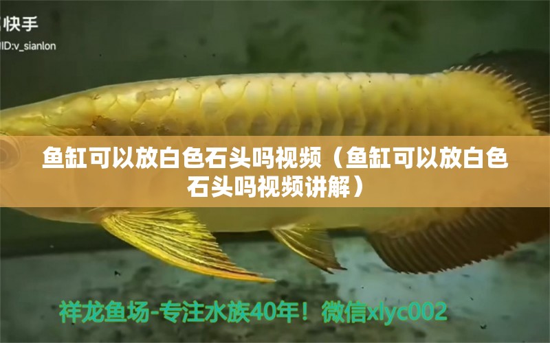 魚缸可以放白色石頭嗎視頻（魚缸可以放白色石頭嗎視頻講解） 觀賞魚市場(chǎng)（混養(yǎng)魚）