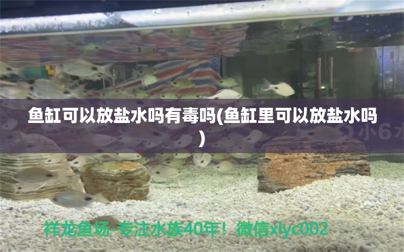 魚缸可以放鹽水嗎有毒嗎(魚缸里可以放鹽水嗎) 蝴蝶鯉 第1張