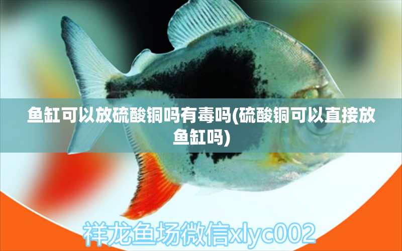 魚缸可以放硫酸銅嗎有毒嗎(硫酸銅可以直接放魚缸嗎) 黑白雙星