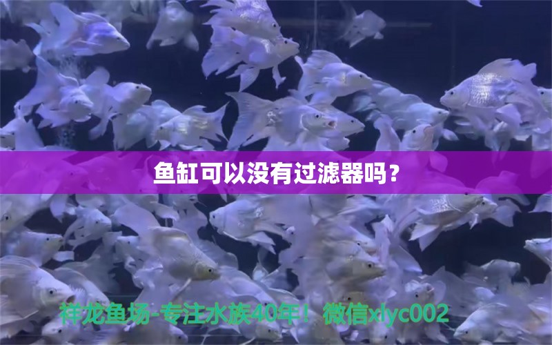 魚缸可以沒有過濾器嗎？ 狗仔（招財(cái)貓)魚苗