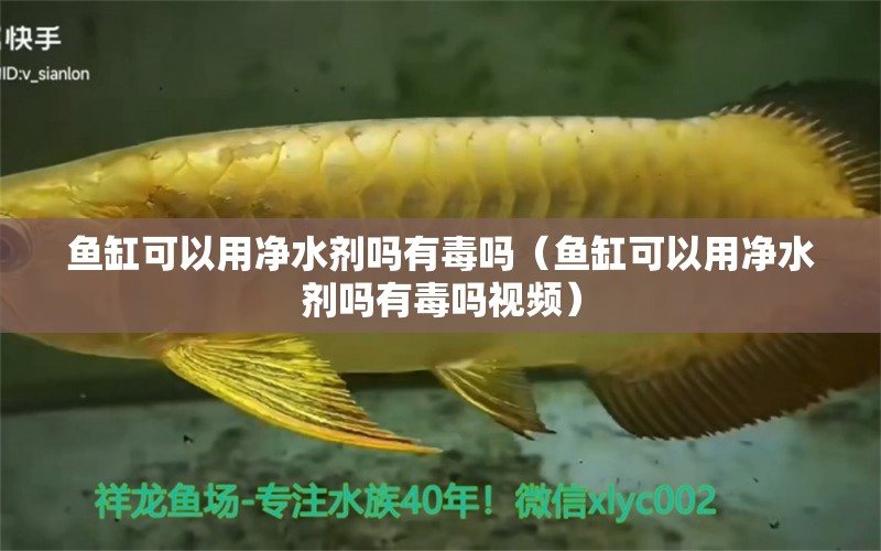 魚缸可以用凈水劑嗎有毒嗎（魚缸可以用凈水劑嗎有毒嗎視頻） 觀賞魚市場（混養(yǎng)魚）