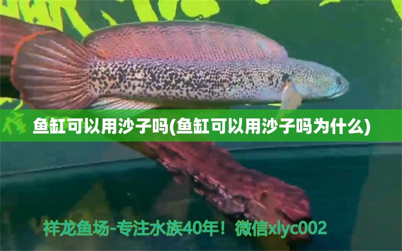 魚(yú)缸可以用沙子嗎(魚(yú)缸可以用沙子嗎為什么) 非洲象鼻魚(yú)