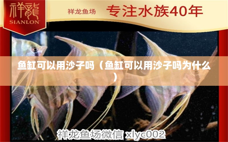 魚缸可以用沙子嗎（魚缸可以用沙子嗎為什么） 觀賞魚批發(fā)