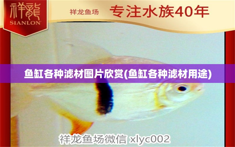 魚缸各種濾材圖片欣賞(魚缸各種濾材用途) 薩伊藍(lán)魚 第1張