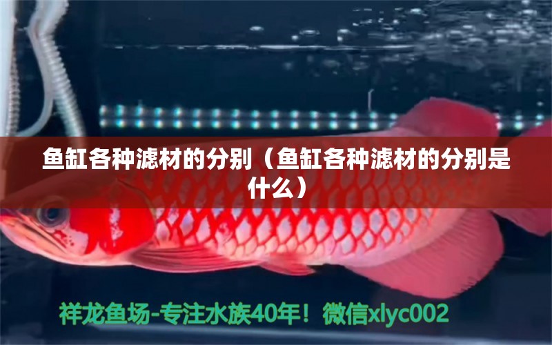 魚缸各種濾材的分別（魚缸各種濾材的分別是什么）