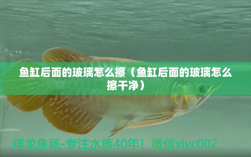 魚缸后面的玻璃怎么擦（魚缸后面的玻璃怎么擦干凈） 祥龍水族醫(yī)院