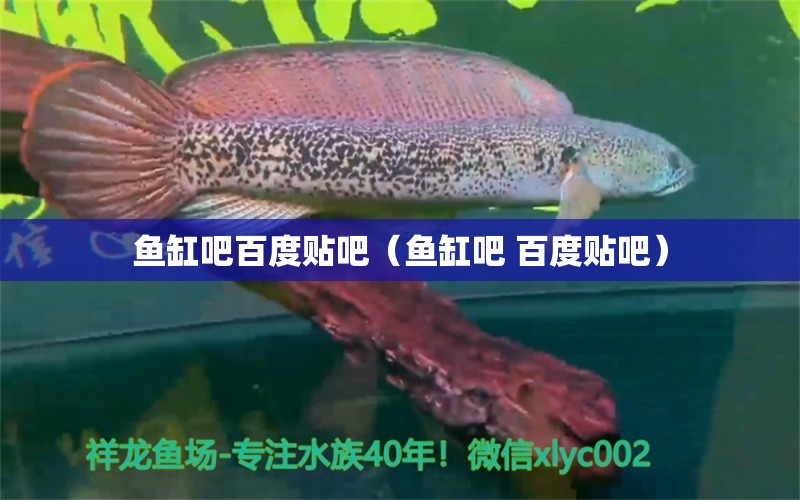 魚缸吧百度貼吧（魚缸吧 百度貼吧）