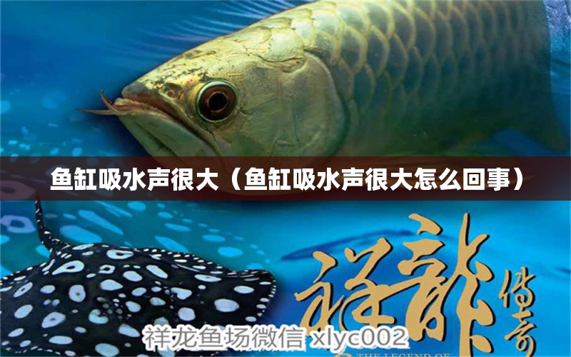 魚缸吸水聲很大（魚缸吸水聲很大怎么回事） 祥龍水族醫(yī)院