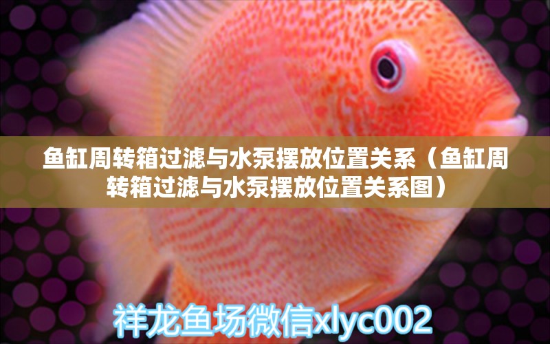 魚(yú)缸周轉(zhuǎn)箱過(guò)濾與水泵擺放位置關(guān)系（魚(yú)缸周轉(zhuǎn)箱過(guò)濾與水泵擺放位置關(guān)系圖）