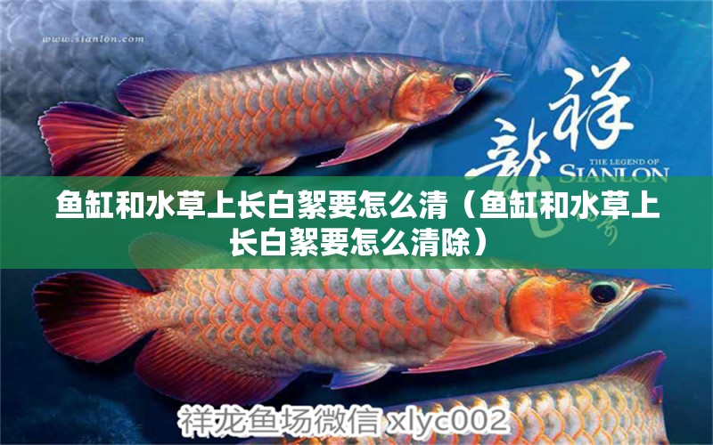 魚(yú)缸和水草上長(zhǎng)白絮要怎么清（魚(yú)缸和水草上長(zhǎng)白絮要怎么清除） 水草