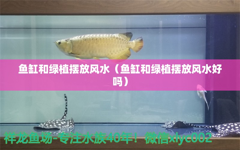 魚缸和綠植擺放風(fēng)水（魚缸和綠植擺放風(fēng)水好嗎）