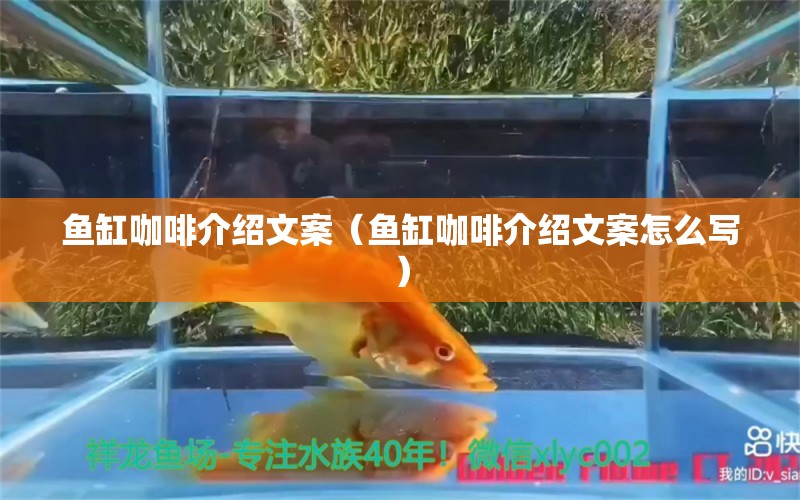 魚缸咖啡介紹文案（魚缸咖啡介紹文案怎么寫）