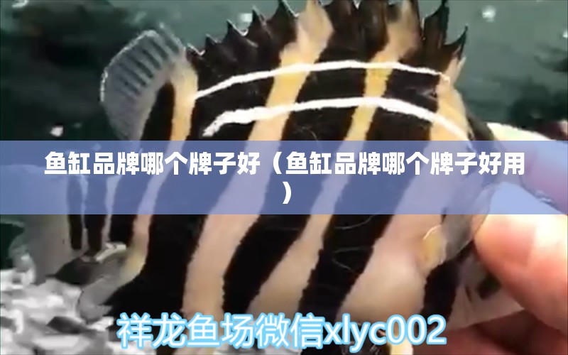 魚缸品牌哪個牌子好（魚缸品牌哪個牌子好用）