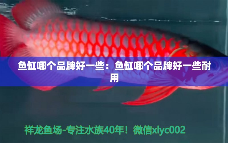 魚缸哪個品牌好一些：魚缸哪個品牌好一些耐用 廣州龍魚批發(fā)市場