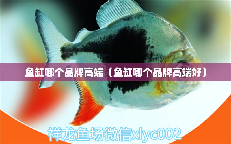 魚缸哪個品牌高端（魚缸哪個品牌高端好）