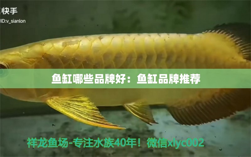 魚缸哪些品牌好：魚缸品牌推薦